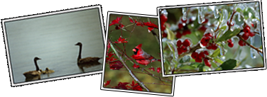 Nature Photographs by Brian Stearns
